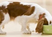 Does Your Dog Eat Too Fast?