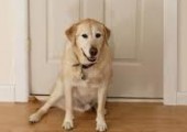 The Right Way To Greet Your Dogs
