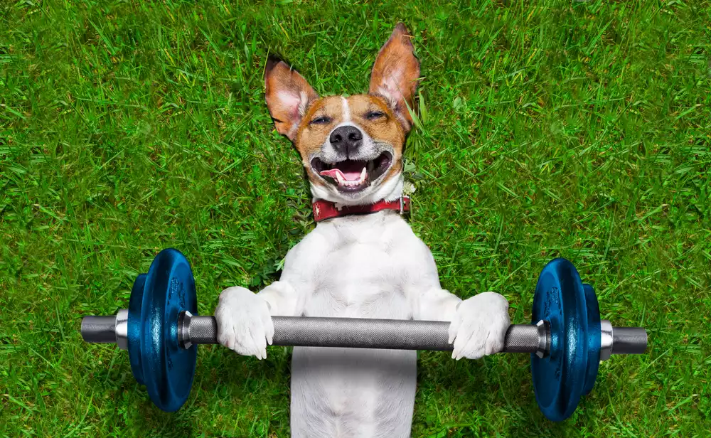 Dog holding a barbell on grass