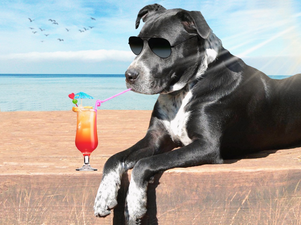 Dog relaxing on a beach scene