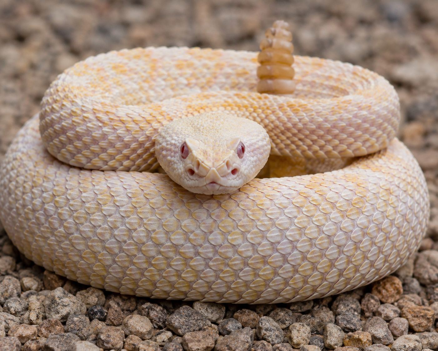 A coiled rattlesnake with its rattle raised, resting on gravel